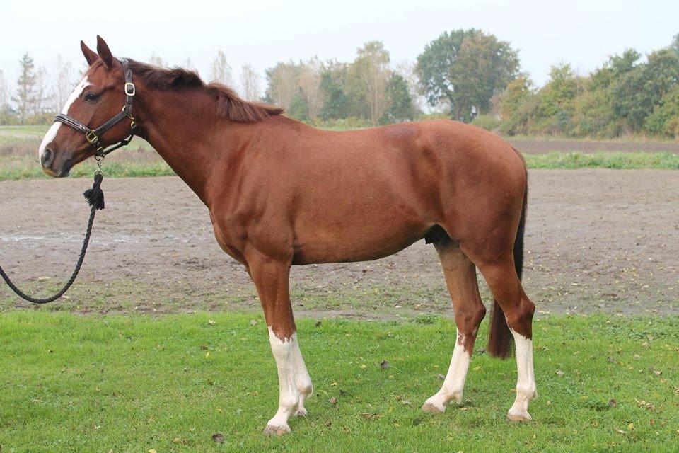 Dansk Varmblod Skavhøjs Chad F billede 16