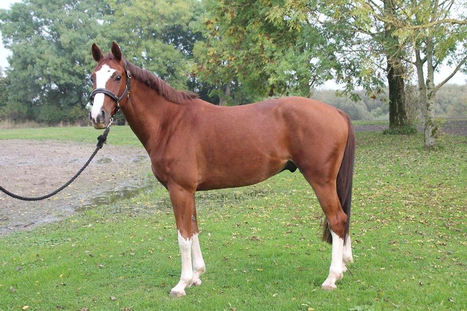 Dansk Varmblod Skavhøjs Chad F billede 18