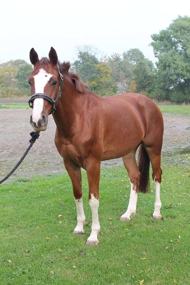 Dansk Varmblod Skavhøjs Chad F billede 3