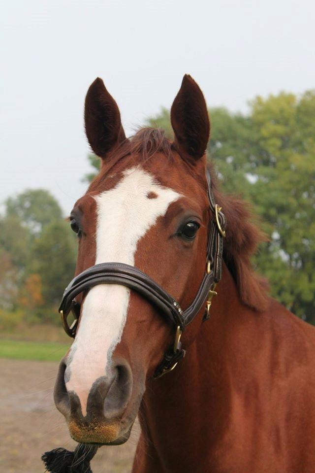 Dansk Varmblod Skavhøjs Chad F billede 1