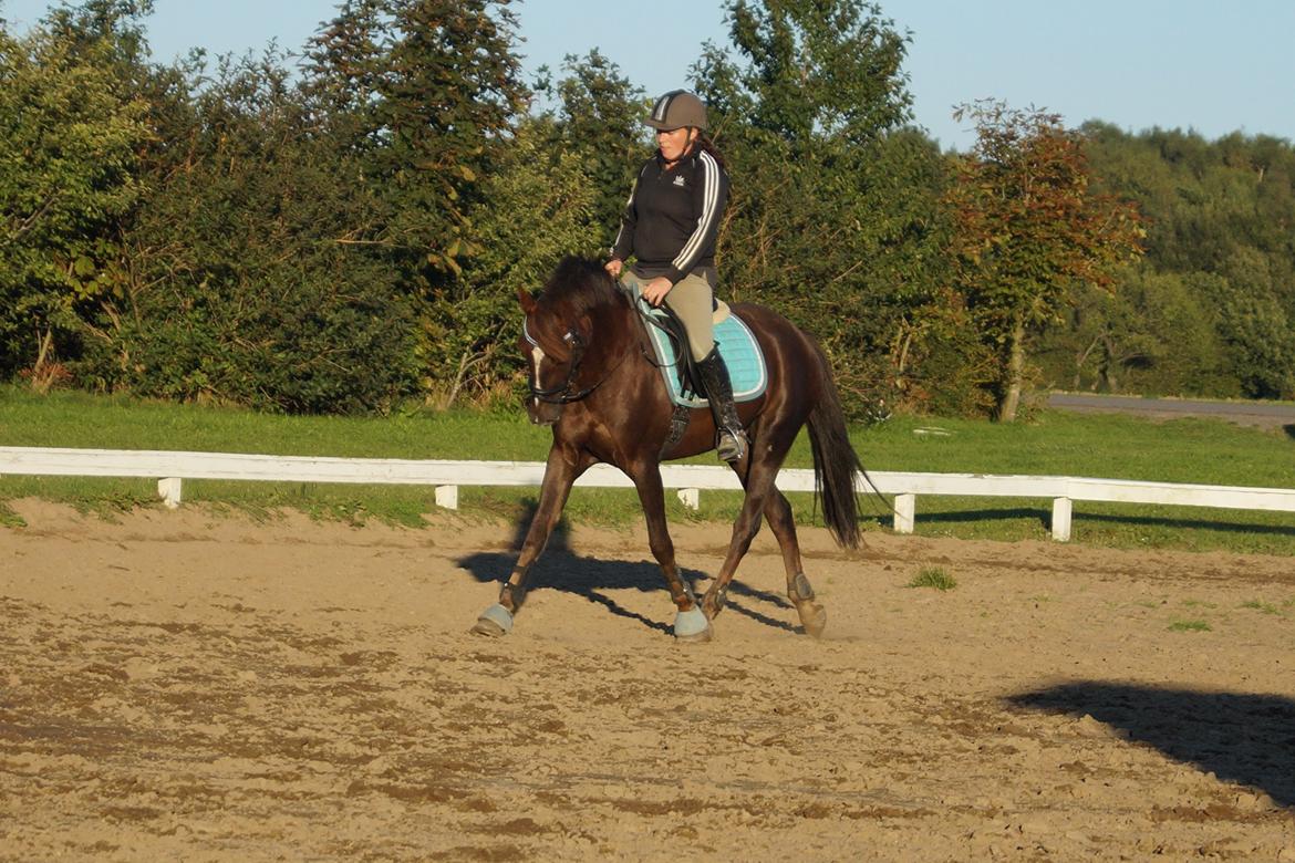 Anden særlig race Siegaard's Achilleus - gry og Achilleus <3 billede 18