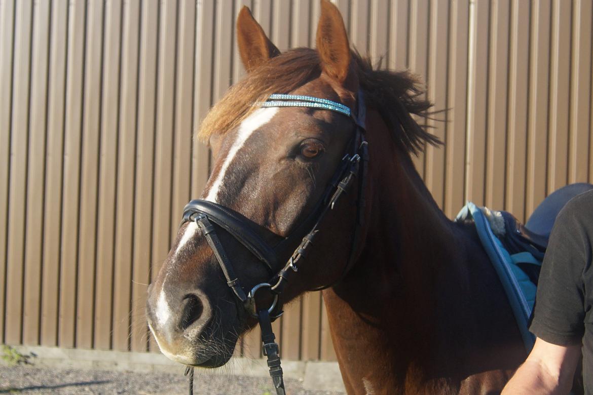 Anden særlig race Siegaard's Achilleus - ponydyret <3 billede 19