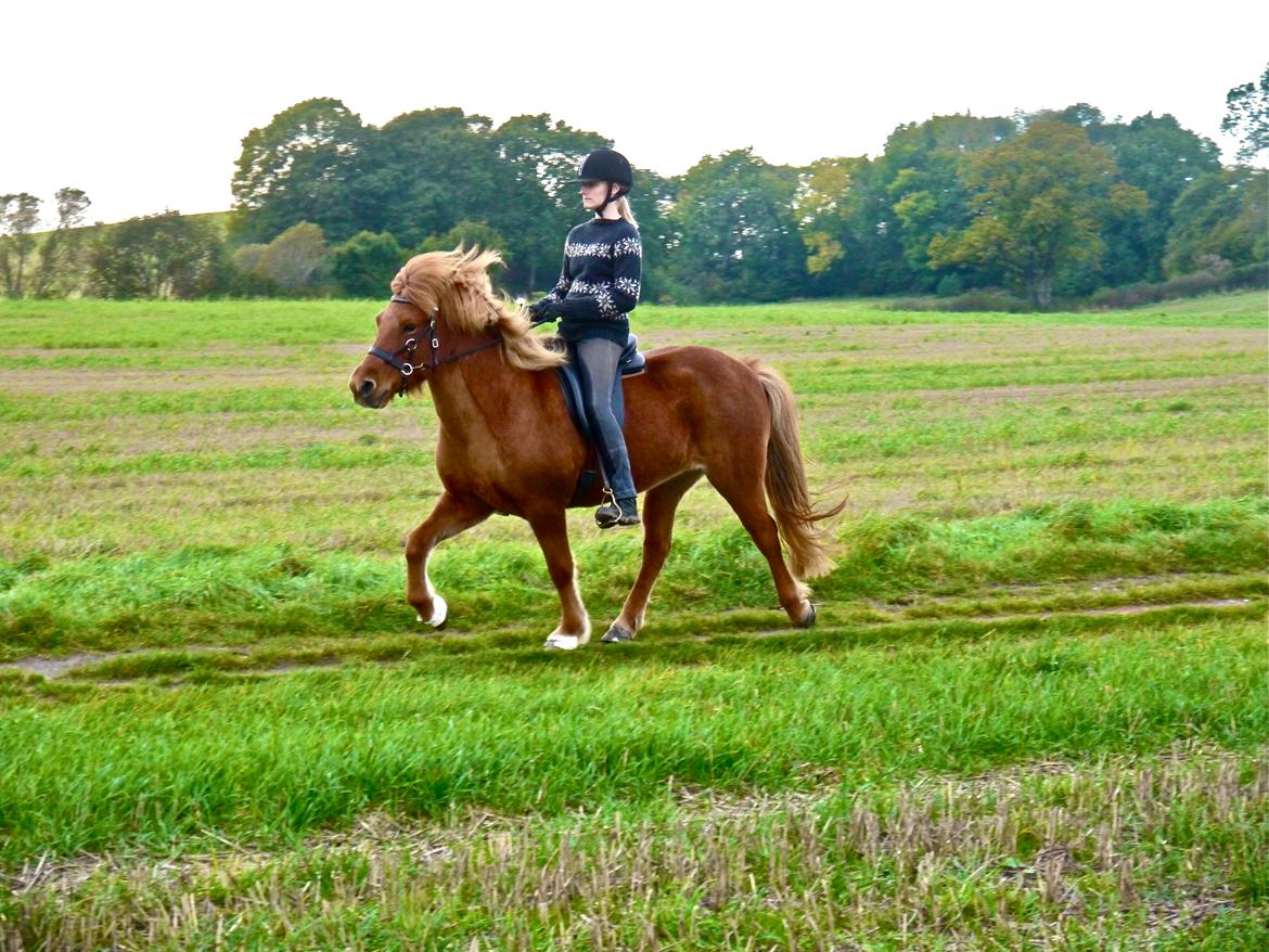 Islænder Jódís fra Freistinggård - Tølt d. 8/10-2014   Foto: Stine billede 20