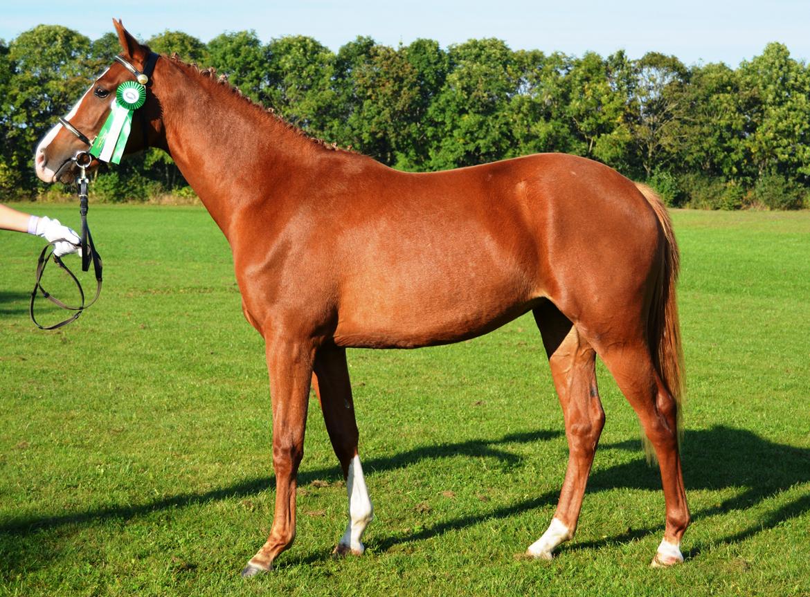 DSP Lykkebo Diva RSDH 708 - Kimbrerskue 2014 billede 2