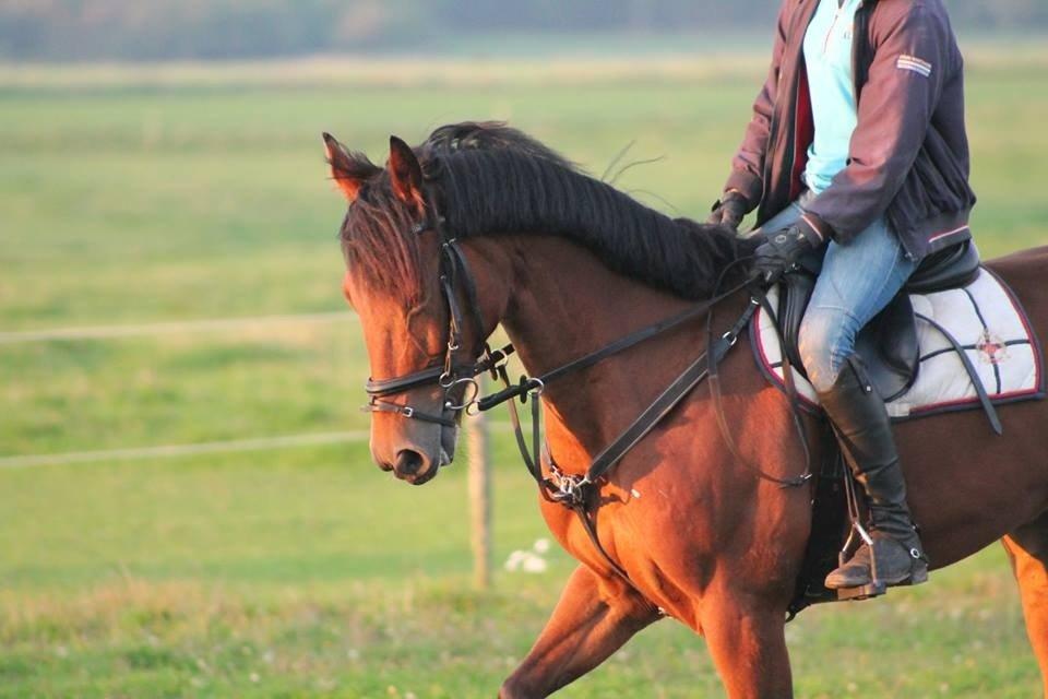 Anden særlig race Michelangelo B-pony - Foto: Lisa Limbrecht billede 13