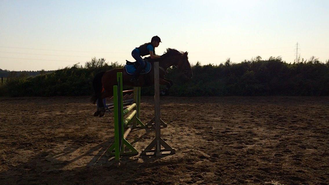 Anden særlig race Michelangelo B-pony - Første undervisning 1 meter:) billede 19