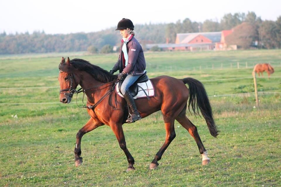 Anden særlig race Michelangelo B-pony - Dressur Foto: Lisa Limbrecht billede 17