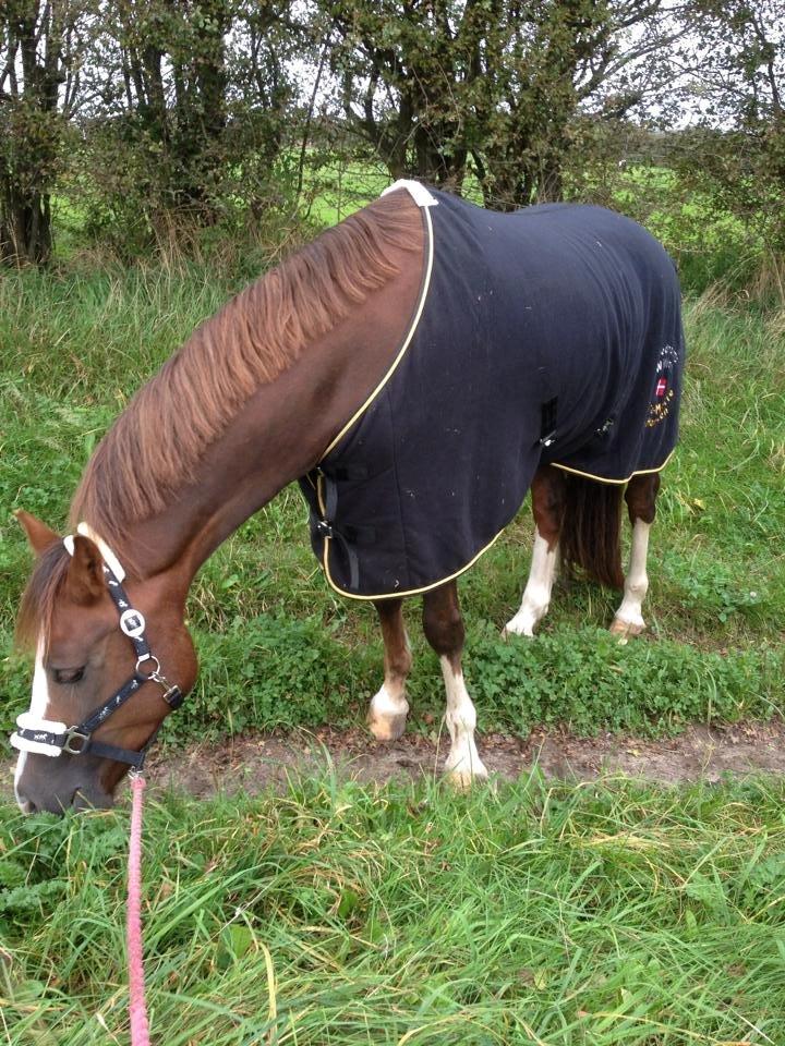 Welsh Cob (sec D) Hvedholms William billede 16