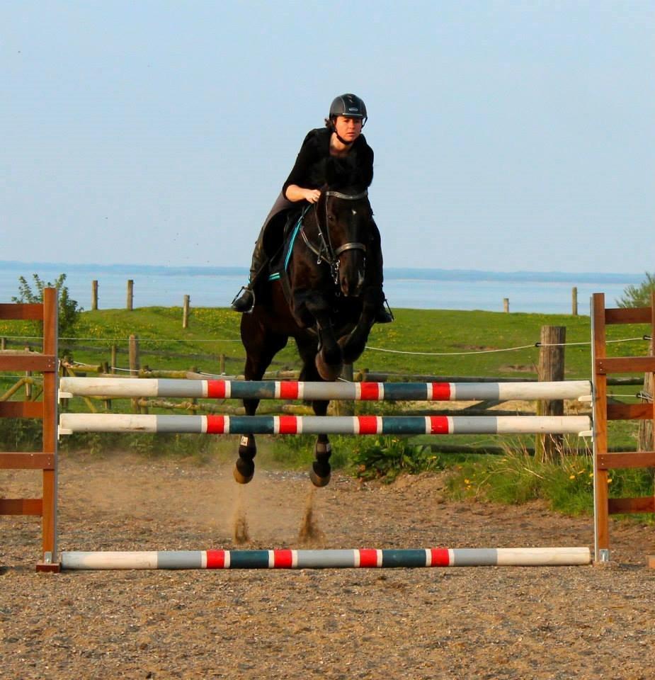 Anden særlig race Azak billede 8