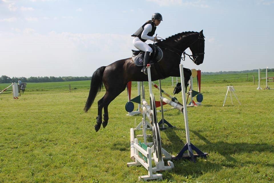 Anden særlig race Azak billede 13