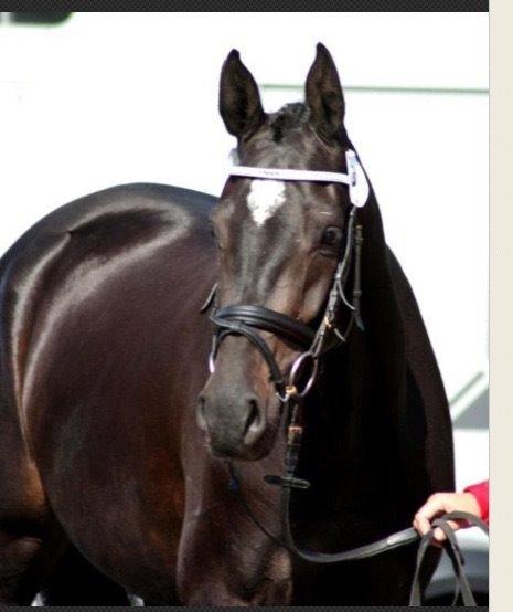 Dansk Varmblod Pinvigs Cha Cha billede 1