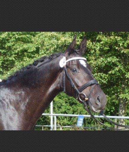 Dansk Varmblod Pinvigs Cha Cha billede 4