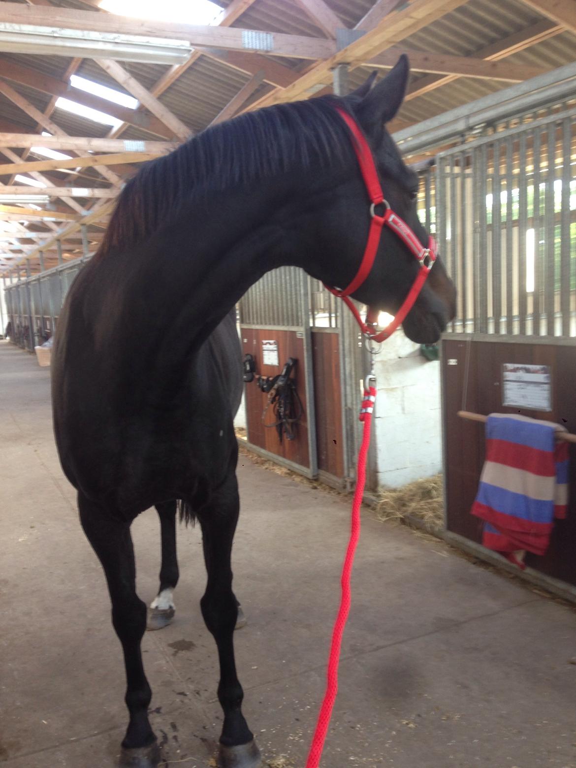 Dansk Varmblod Pinvigs Cha Cha billede 7