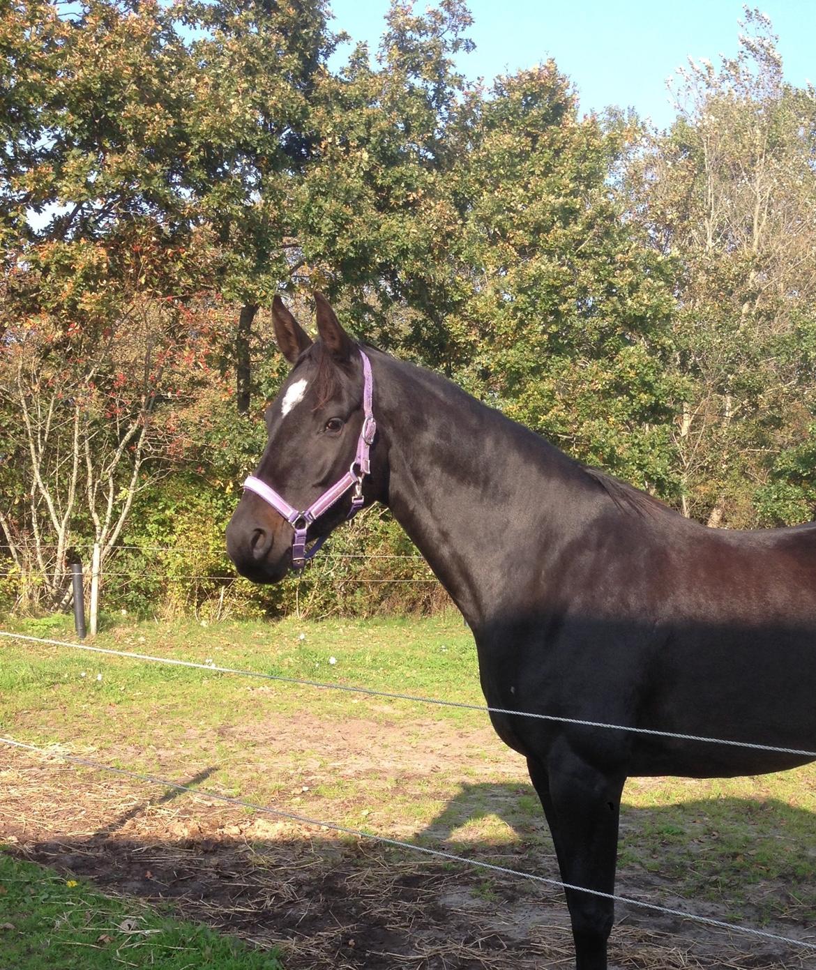 Dansk Varmblod Pinvigs Cha Cha billede 9