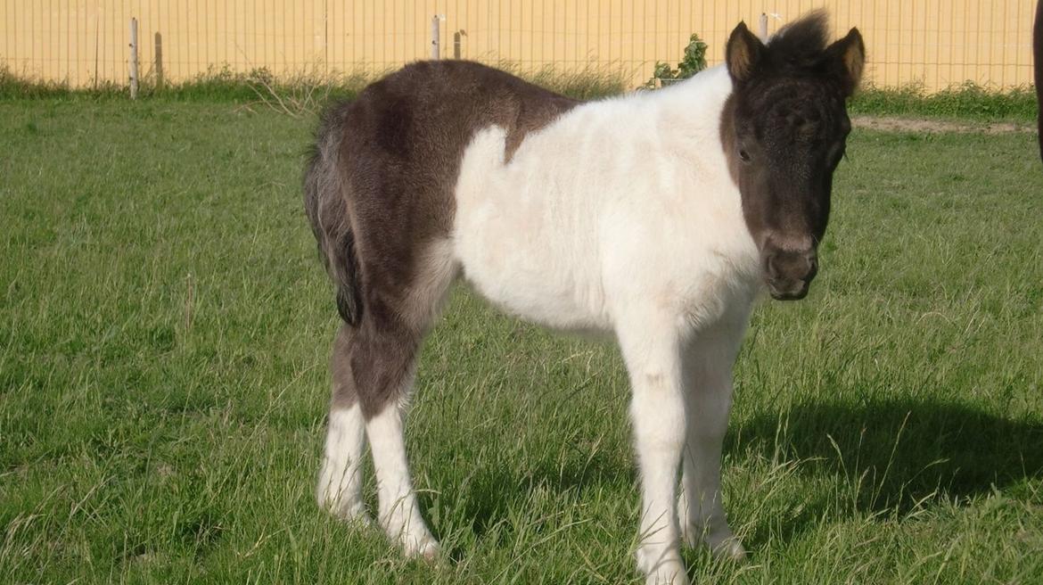 Shetlænder More Roses Ulyana - solgt - RIP 2020 billede 1