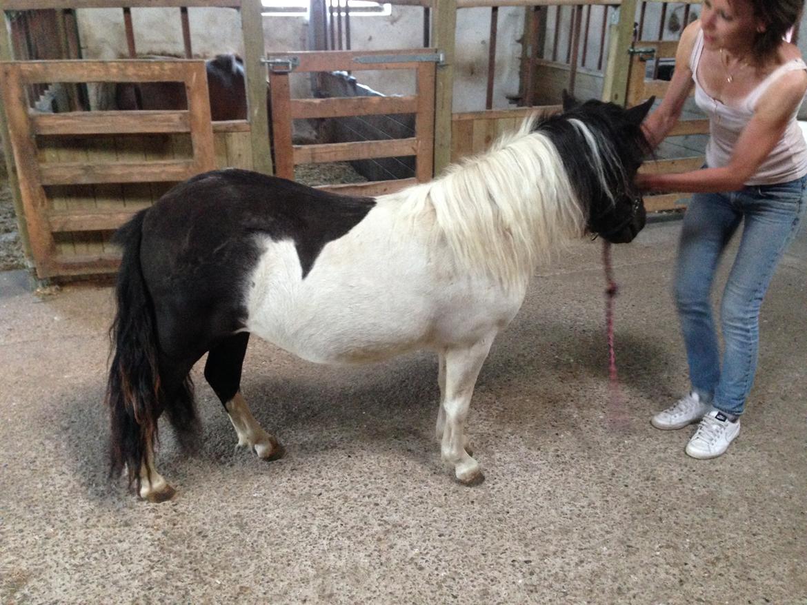 Shetlænder More Roses Ulyana - solgt - RIP 2020 billede 6