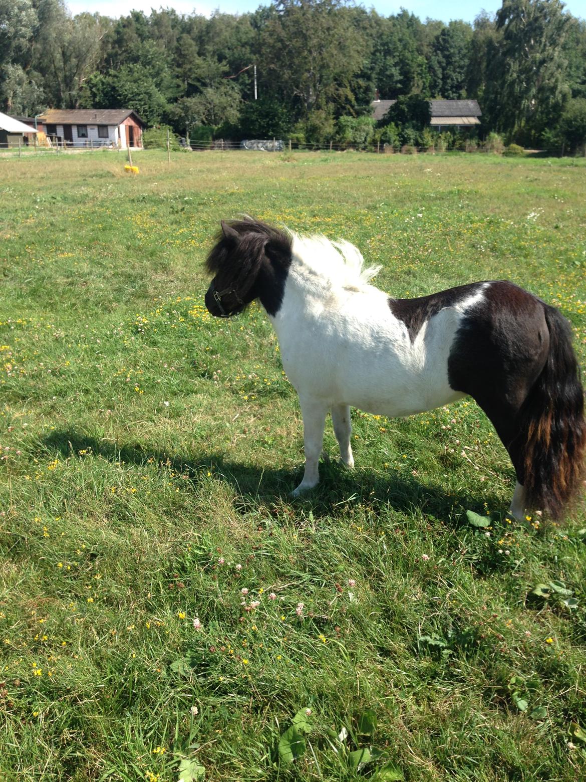 Shetlænder More Roses Ulyana - solgt - RIP 2020 billede 12