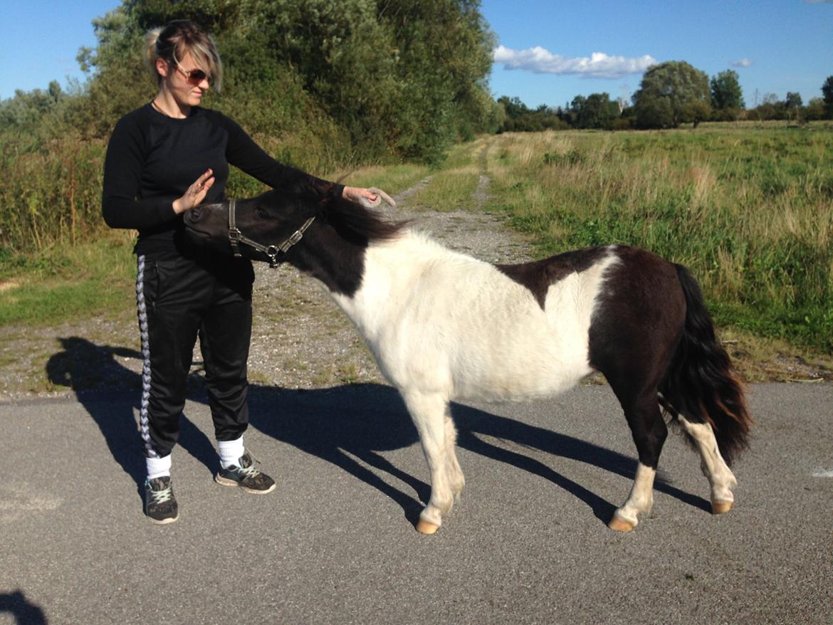 Shetlænder More Roses Ulyana - solgt - RIP 2020 billede 17