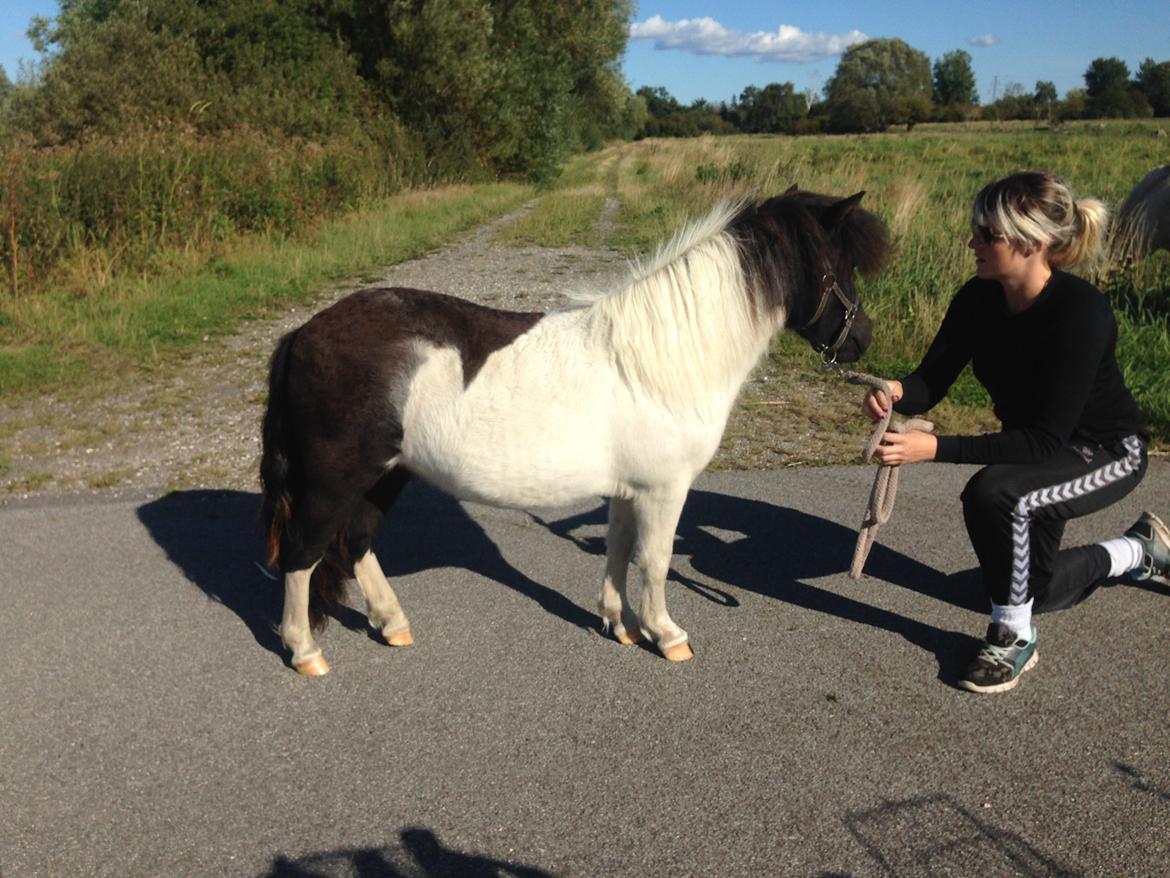 Shetlænder More Roses Ulyana - solgt - RIP 2020 billede 18