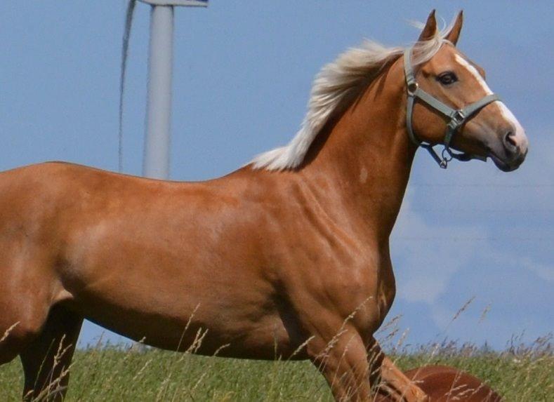 Anden særlig race Golden dancer - Velkommen til Gules profil :D billede 1