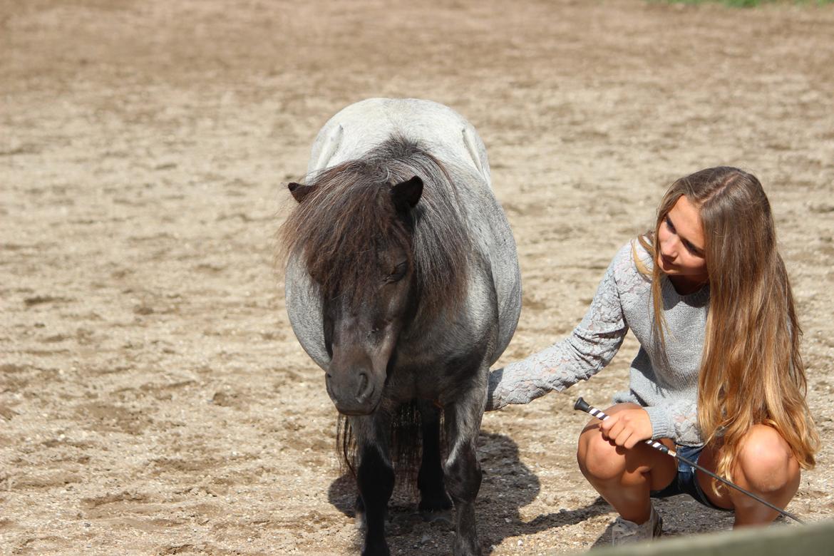 Shetlænder Trille - Sommer 2014 billede 9
