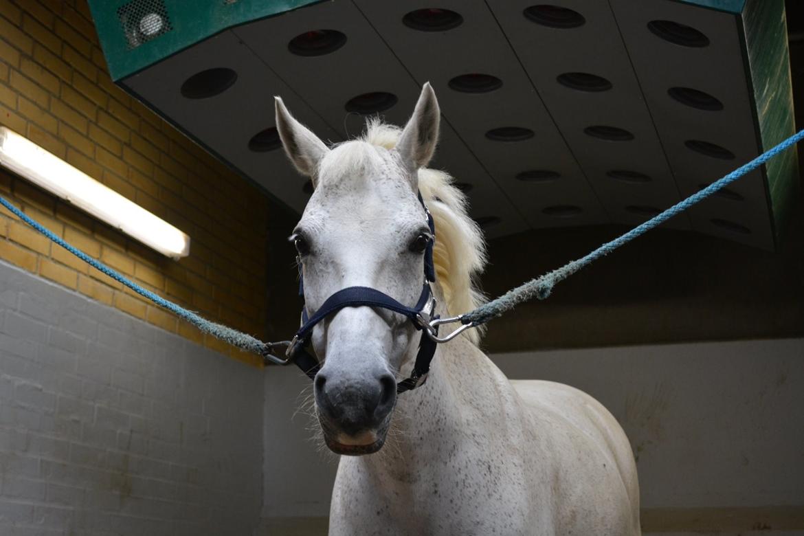 Anden særlig race Silver Moon billede 1