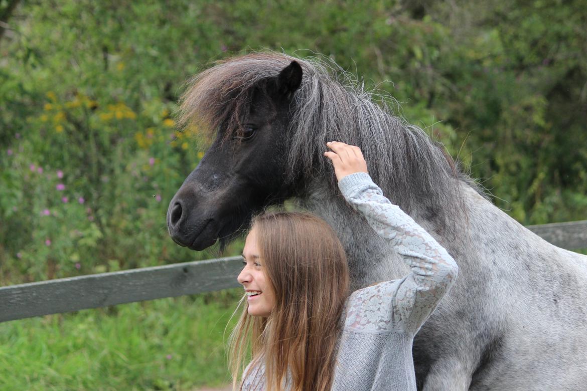 Shetlænder Trille billede 20