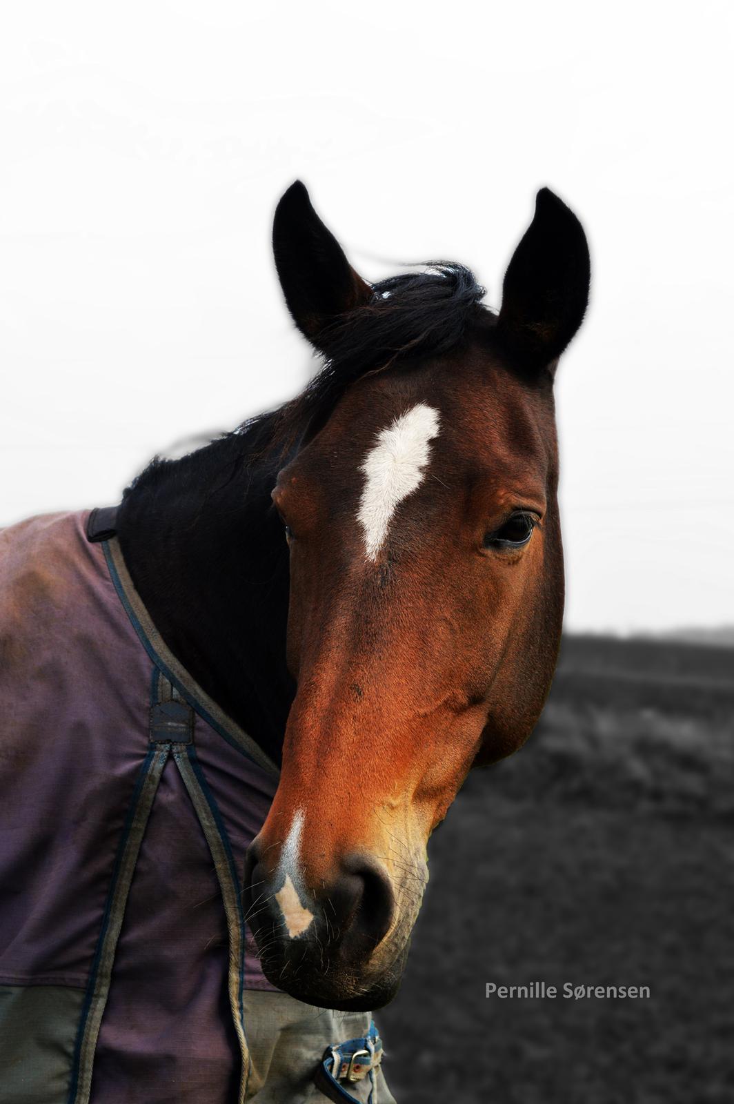 Dansk Varmblod Bakkegaarden's jasmin billede 2