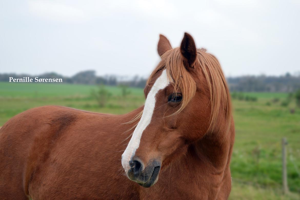 Anden særlig race Angel "My one and only<3" billede 1