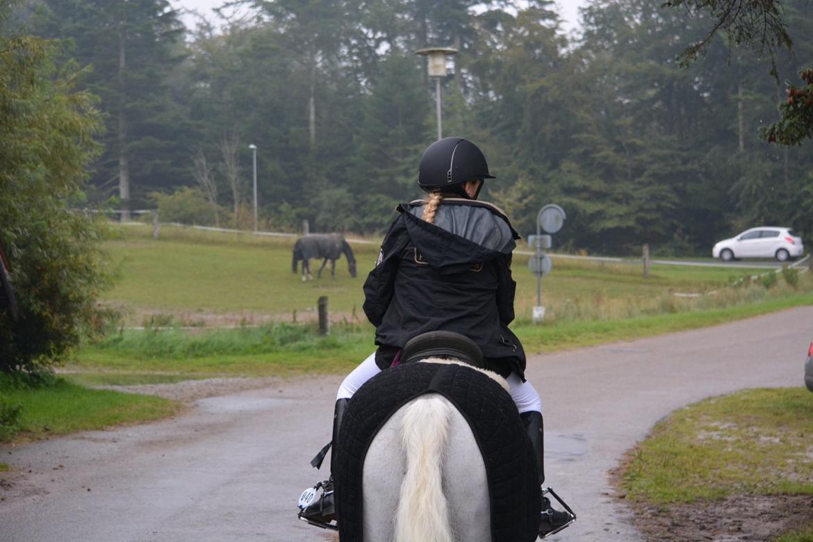 Anden særlig race Silver Moon billede 5