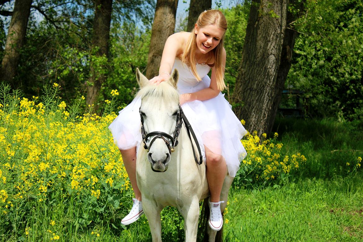 Hollandsk Sportspony Kitty billede 1