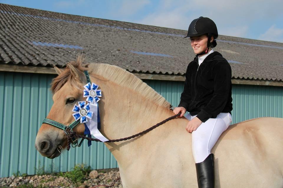 Fjordhest Tango!&lt;3 - Sk&#248;nne dreng :) billede 9