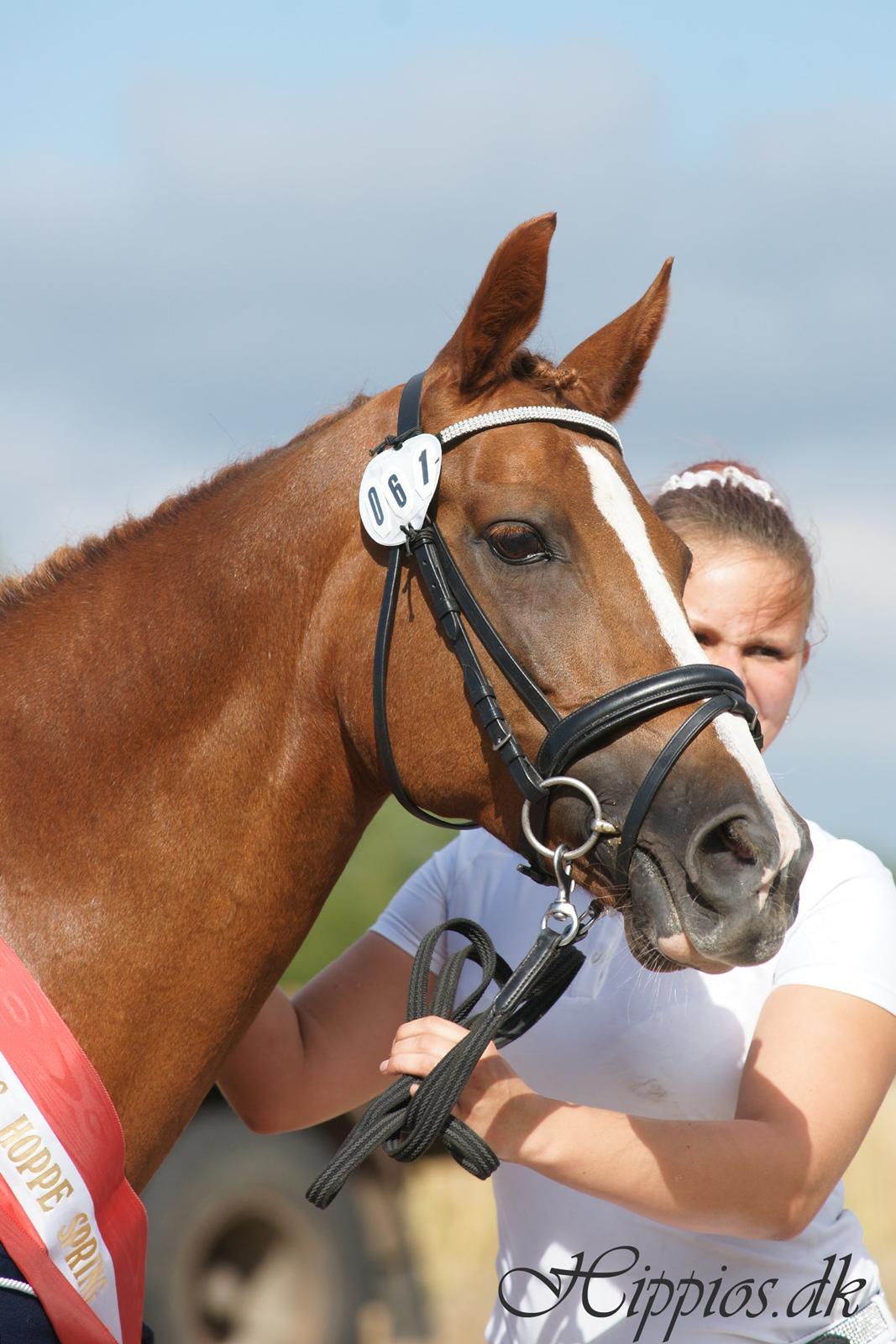 DSP Florina<3 Drømme-Pony! <3 - Kåring i haslev d. 3.08.2014 billede 19