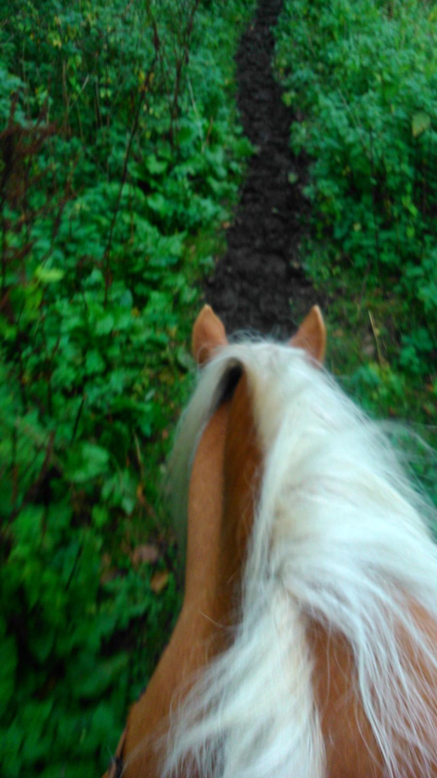 Haflinger Kornela billede 12