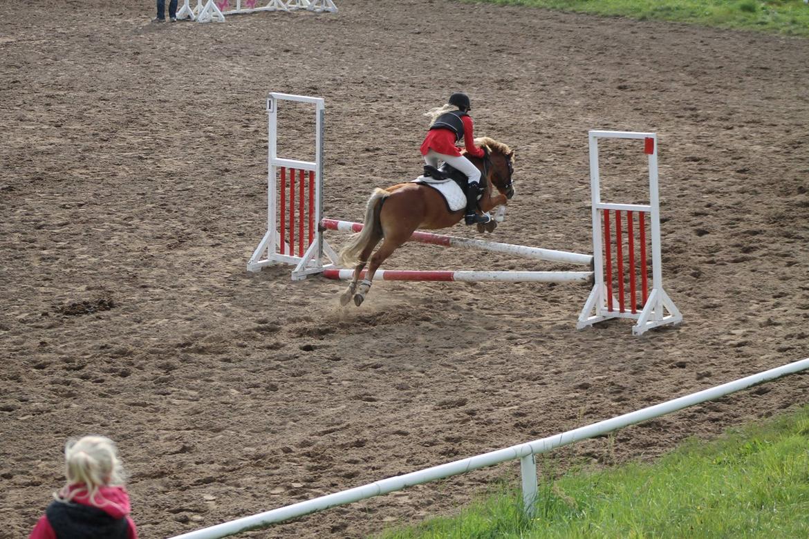 Welsh Mountain (sec A) Gærhøjs Chearun (Loverboy) - Stævne på RDH :) September 2014. Vinder af LC og LB. billede 5