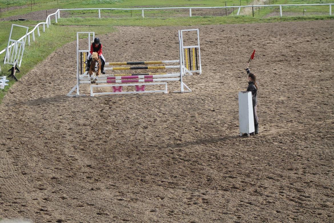 Welsh Mountain (sec A) Gærhøjs Chearun (Loverboy) - Stævne RDH - September 2014 - Vinder af LC og LB billede 3