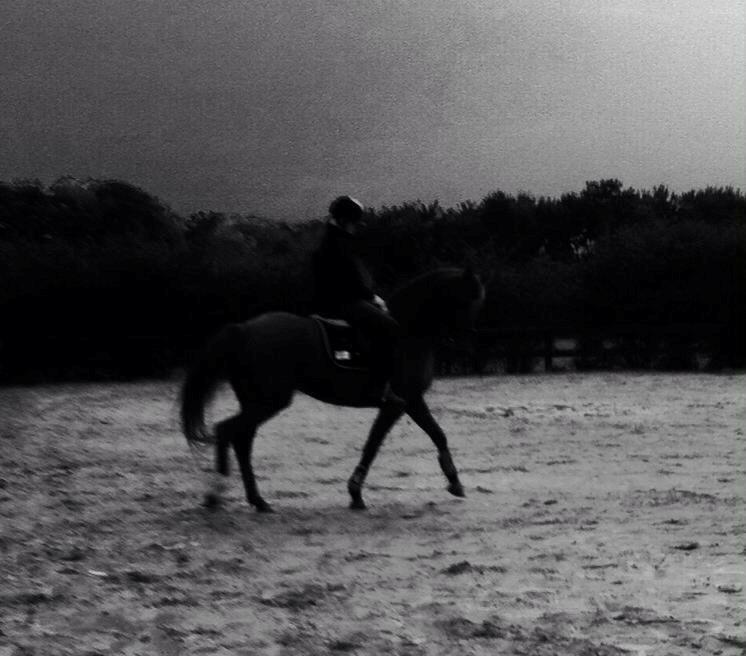 Anden særlig race sunshine kaldt sunny "LÅNEHEST" - ved godt dert er meget mørkt :)  billede 2