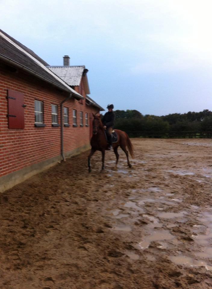 Anden særlig race sunshine kaldt sunny "LÅNEHEST" billede 3