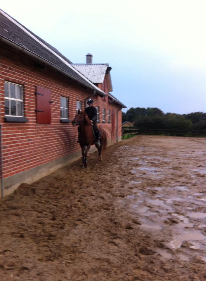 Anden særlig race sunshine kaldt sunny "LÅNEHEST" billede 4