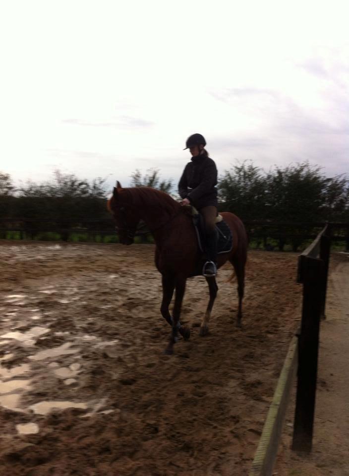 Anden særlig race sunshine kaldt sunny "LÅNEHEST" - jeg kan sagtens gå pænt :)  billede 5