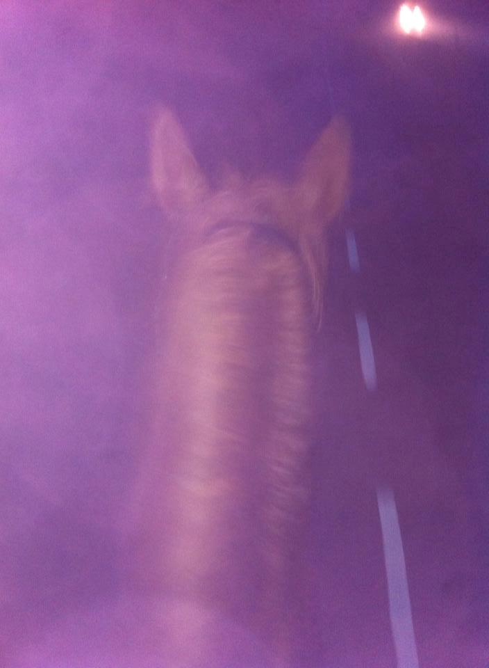 Anden særlig race sunshine kaldt sunny "LÅNEHEST" - på vej fra sommergræs til vinterstald :) det er ikke redigeret billede 6