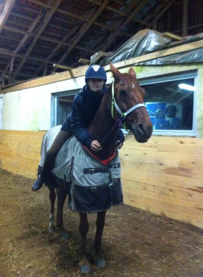 Anden særlig race sunshine kaldt sunny "LÅNEHEST" - hyggetid  billede 7