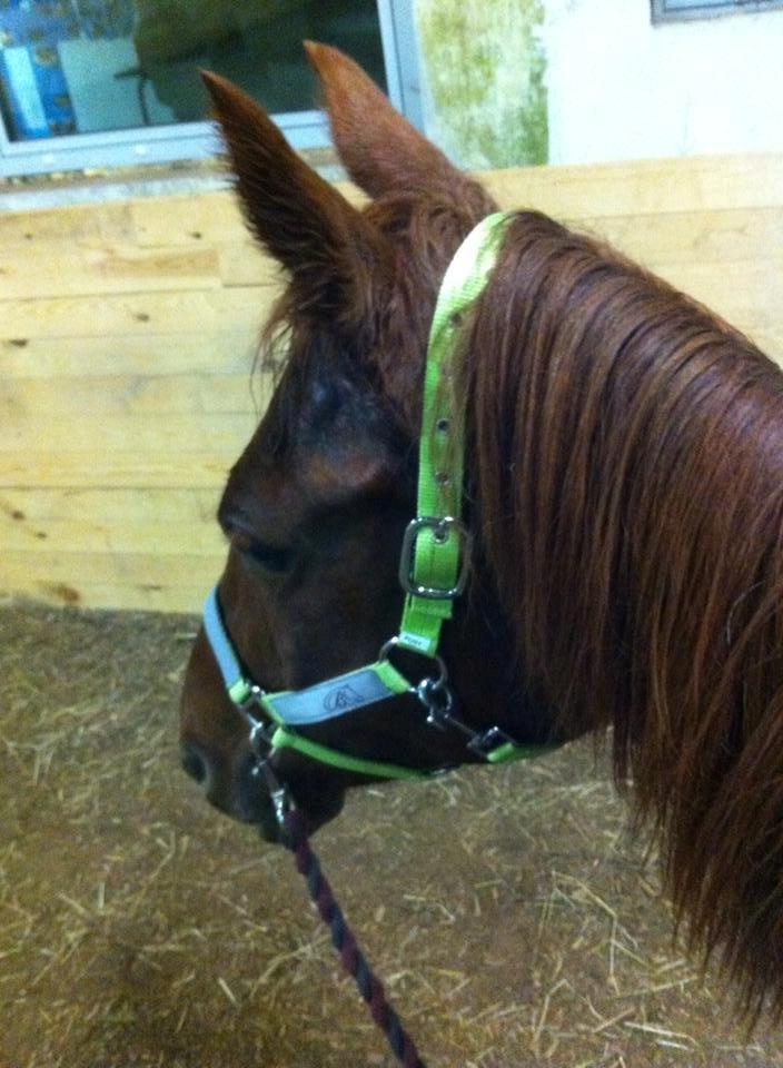 Anden særlig race sunshine kaldt sunny "LÅNEHEST" billede 8