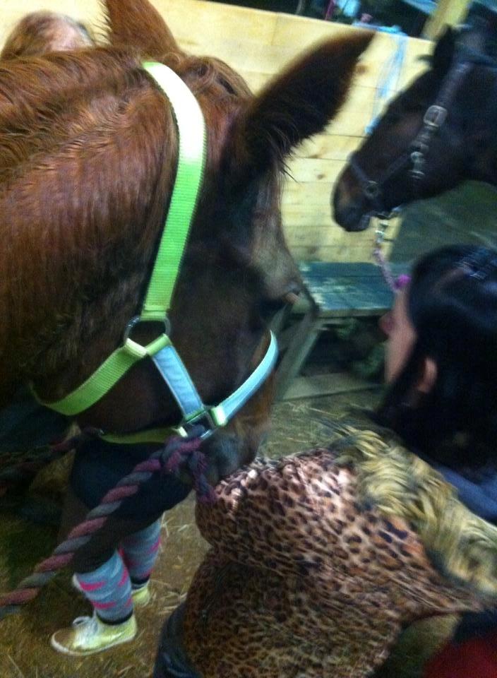 Anden særlig race sunshine kaldt sunny "LÅNEHEST" billede 9