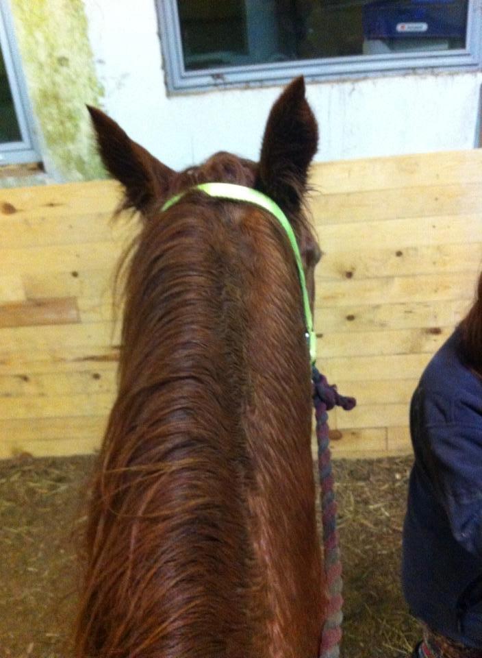 Anden særlig race sunshine kaldt sunny "LÅNEHEST" billede 10