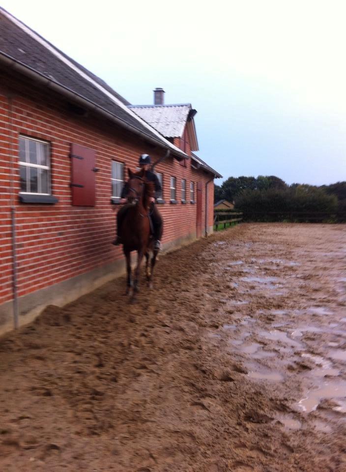 Anden særlig race sunshine kaldt sunny "LÅNEHEST" billede 1