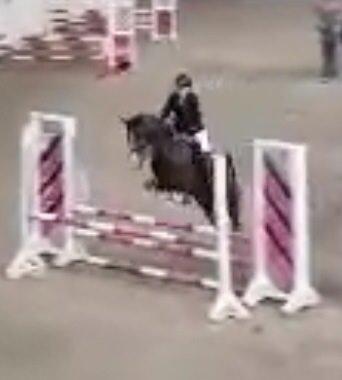 Hollandsk Sportspony Pablo - Pablo i sin første LB** billede 7