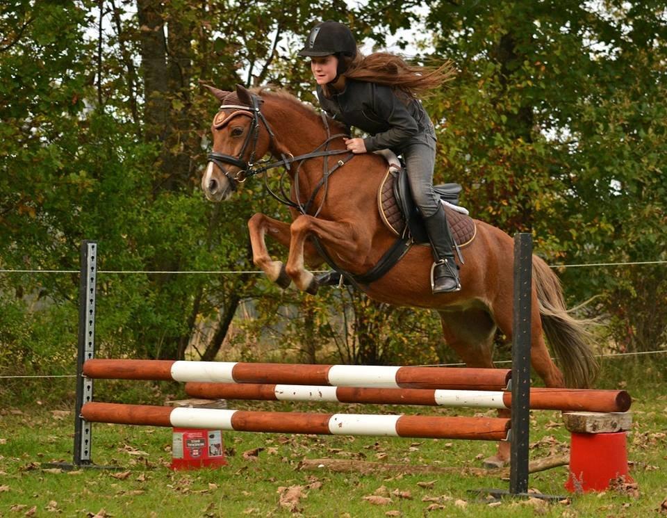 Welsh Pony (sec B) cindi - vi er to men svæver som en  billede 2