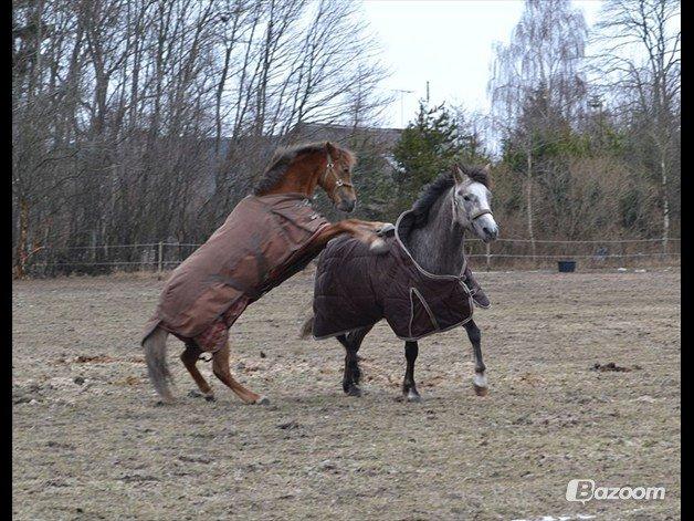 Welsh Pony (sec B) cindi billede 3