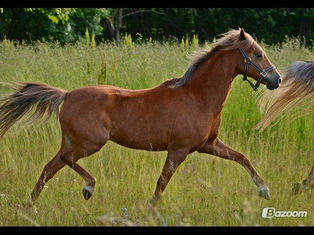 Welsh Pony (sec B) cindi billede 4